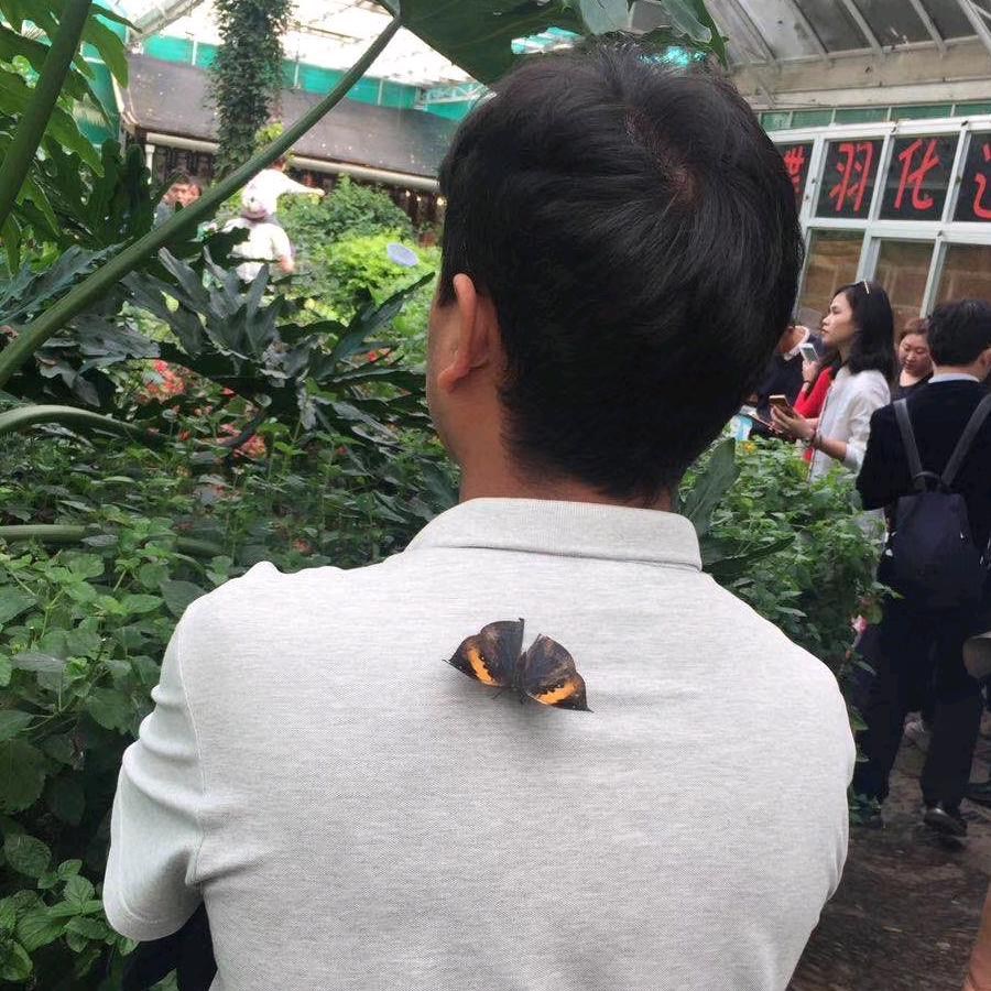 雄鹰展翅