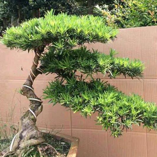 你好明天