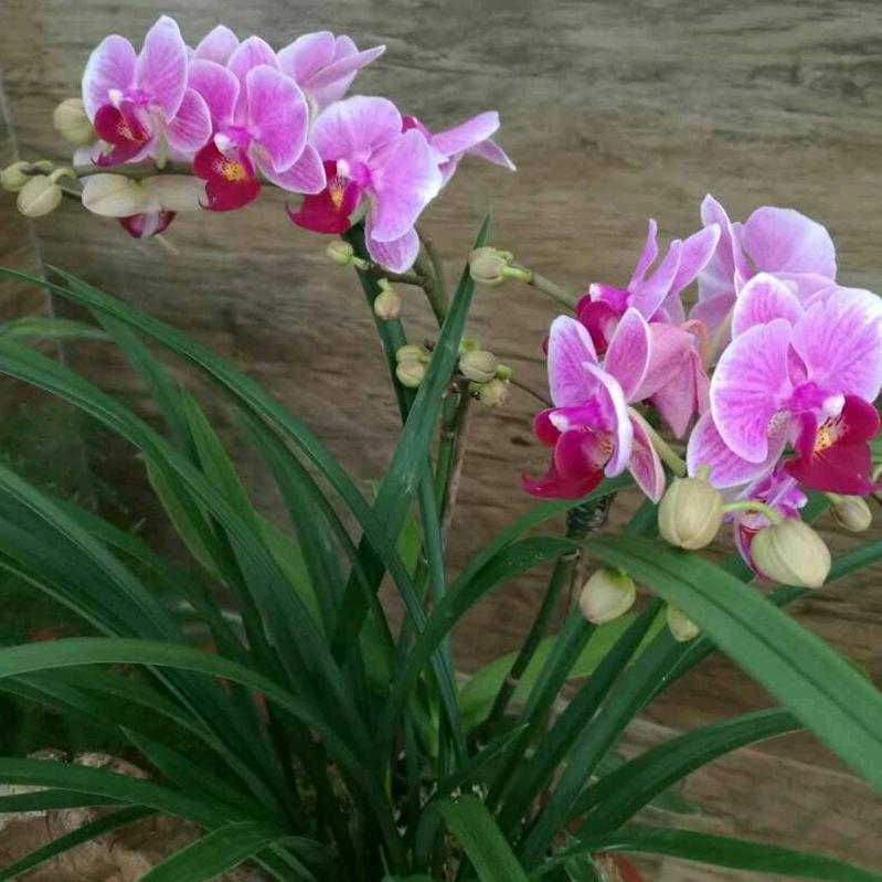 紫兰花