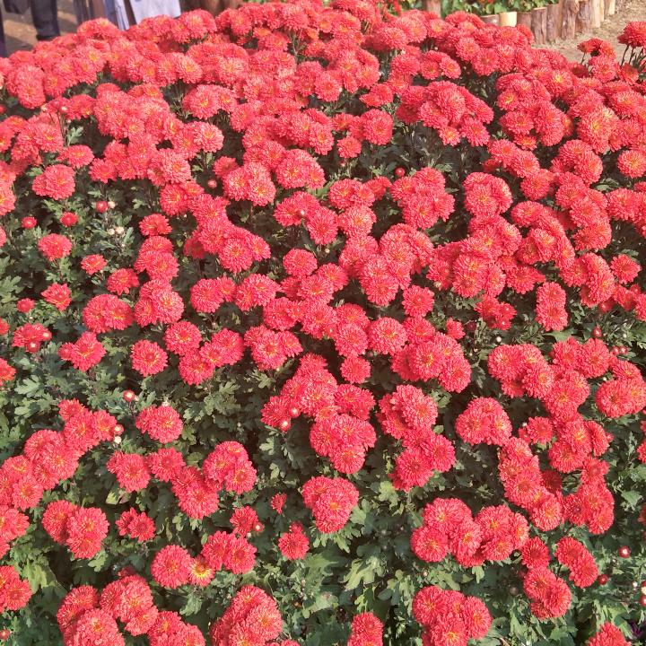 太阳花☀