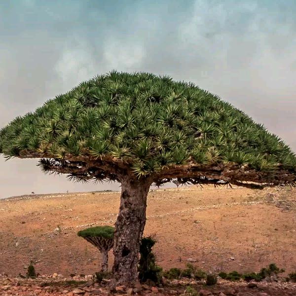 🎅勤奋🧚‍♂️🧚‍♂️🧚‍♂️