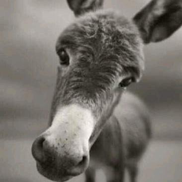 满山猴子我手最欠