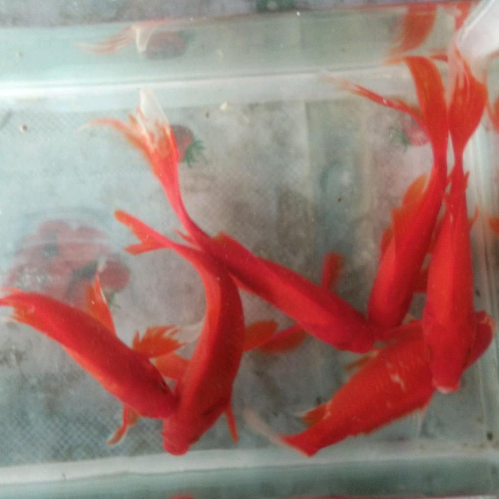 有缘人127497416