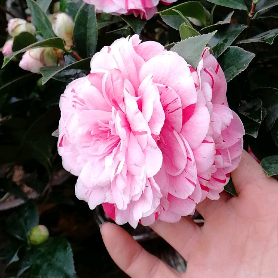 章丘三涧溪花卉基地