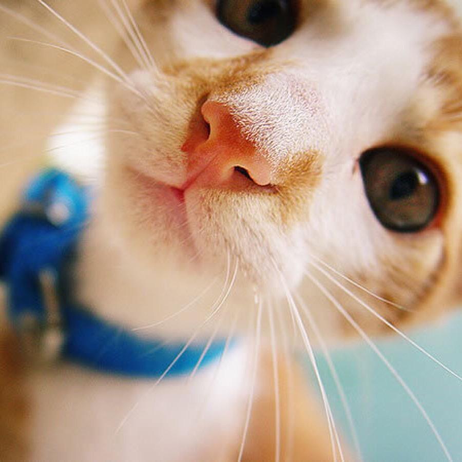 catling
