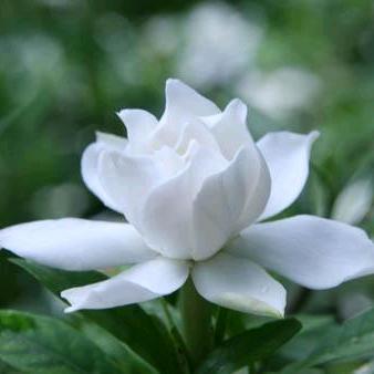 静待🌸花开