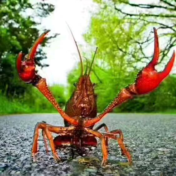 龙虾批发，孙兵