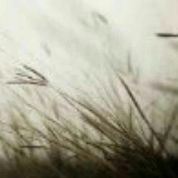 魅影天『 狼 』