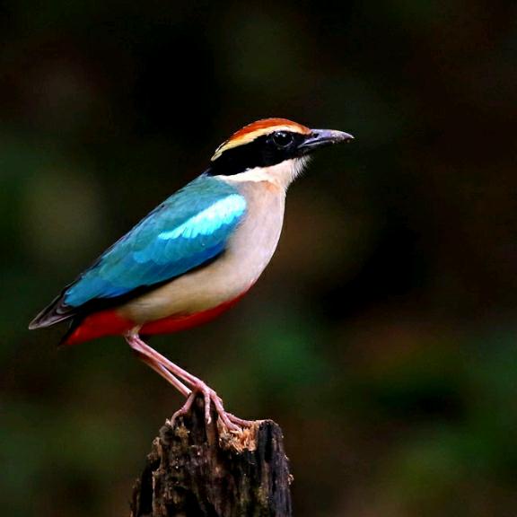 骑著蜗牛，拽天下