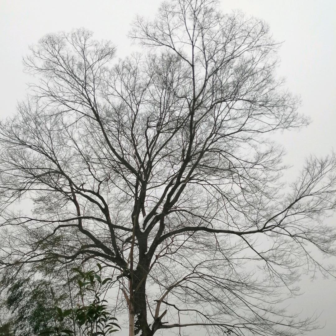 恋燕