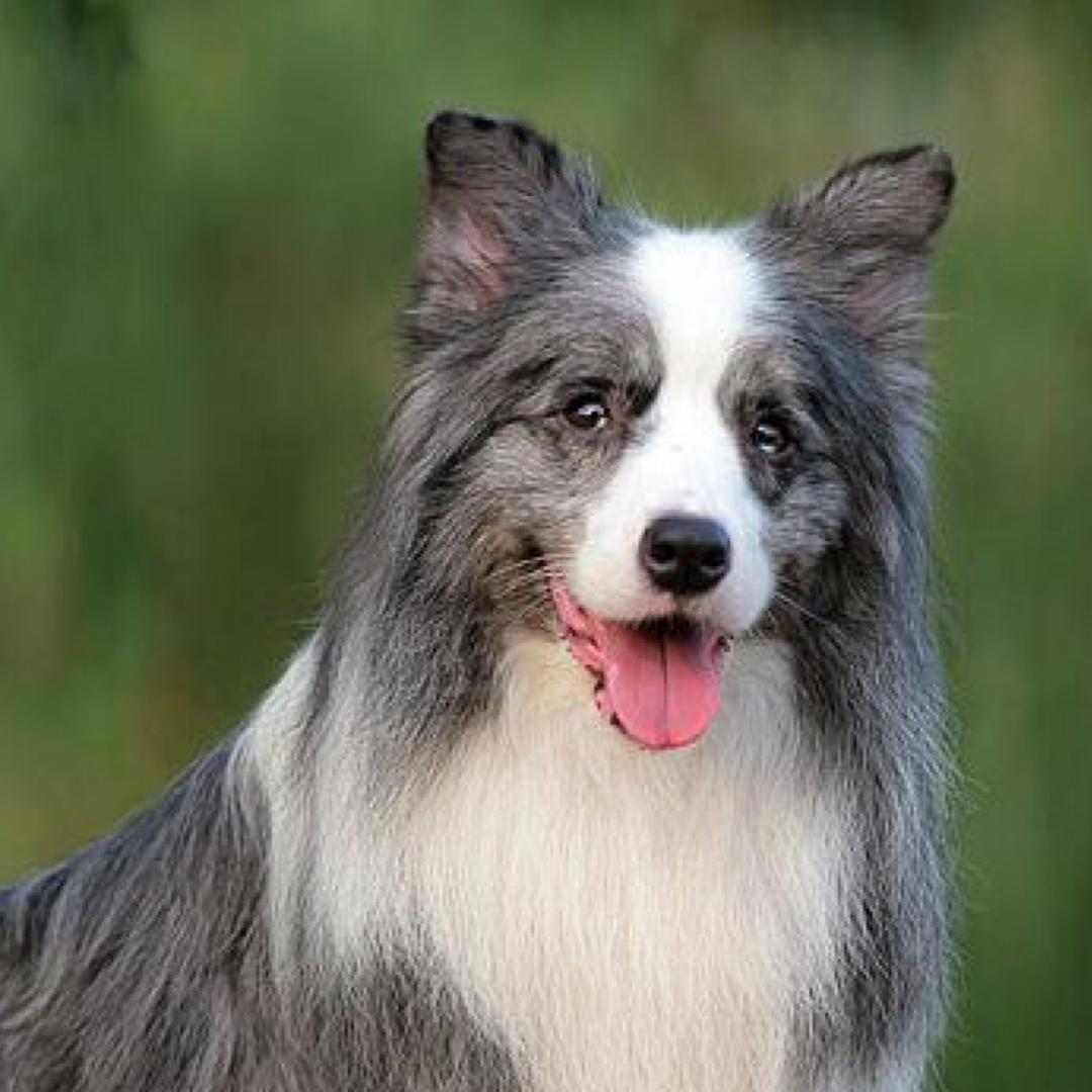 南京阳光边牧排行一犬舍(招学徒)