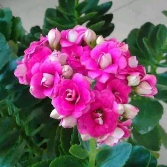 🌿君子如兰🍀