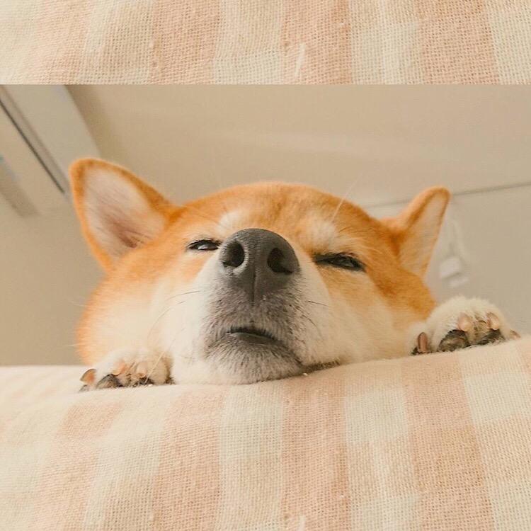 一支黑皮👾