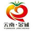 云南金诚@番茄苗