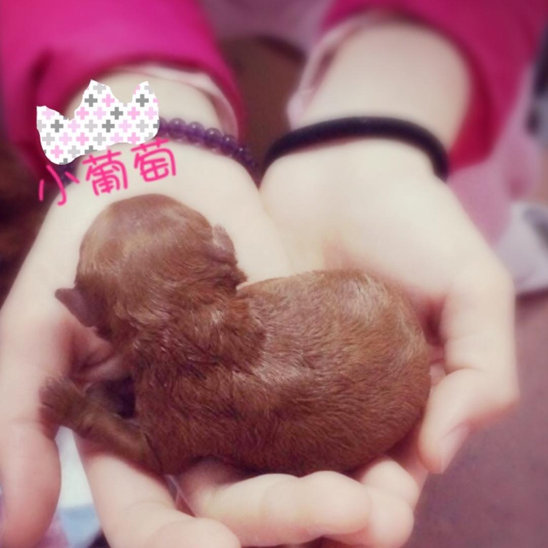 忘带尾巴的小猴子