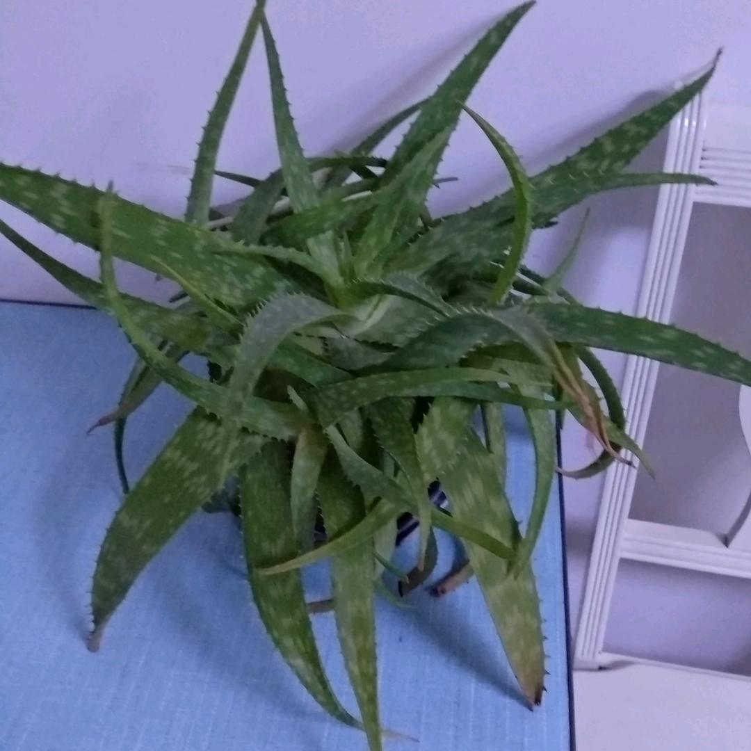 王玉
