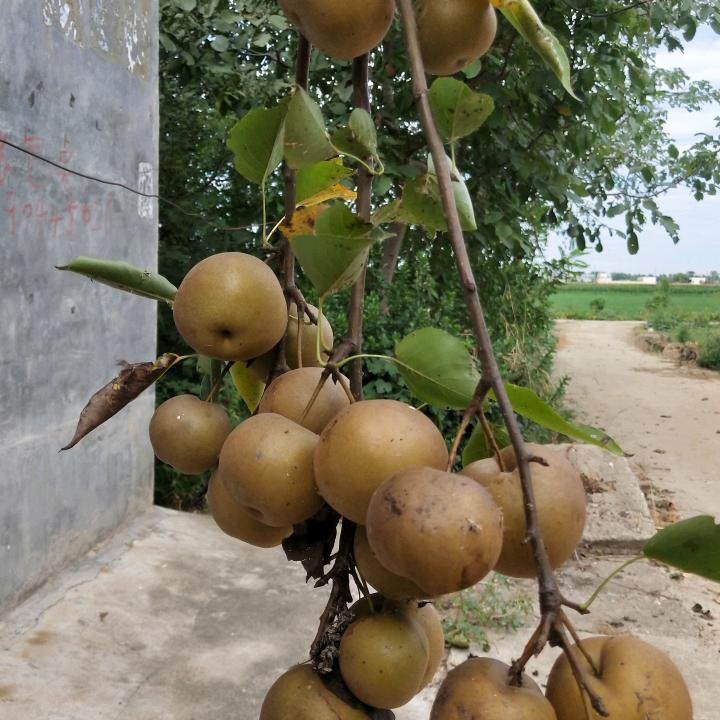 江彬赫