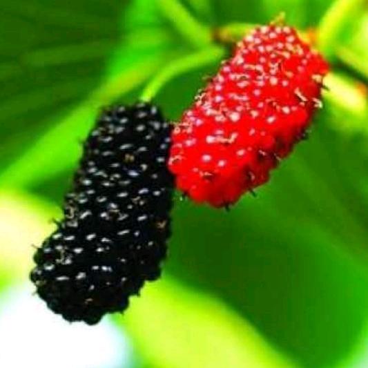 彭墩富硒桑葚园