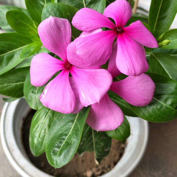 🌻燕子🌈⁵²⁷