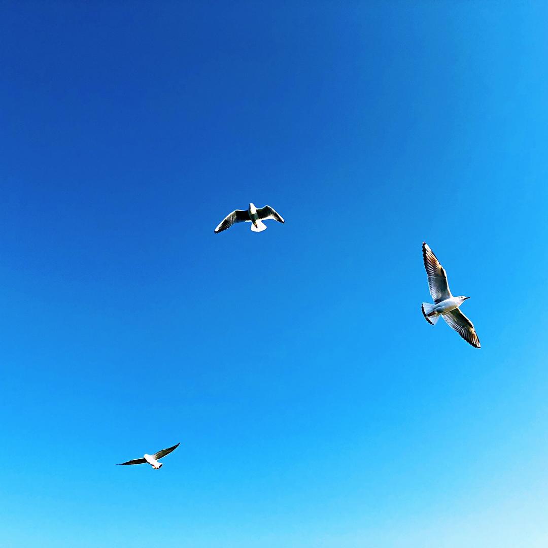 小芃同学