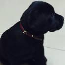 Kent的姥姥芦荟女士