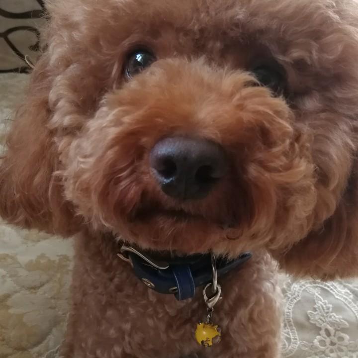 绿萝
