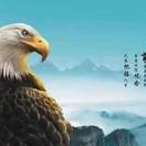 大漠雄鹰