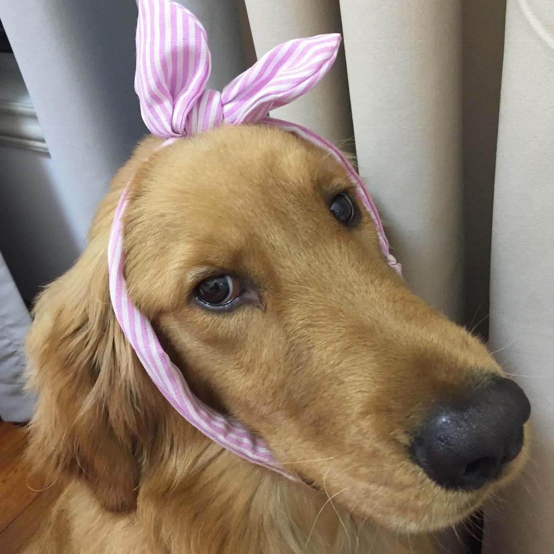 金毛多多的一家@抖音