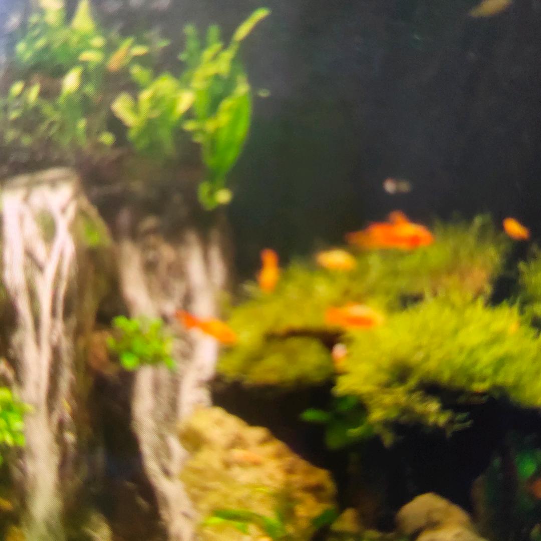 鱼🐠儿