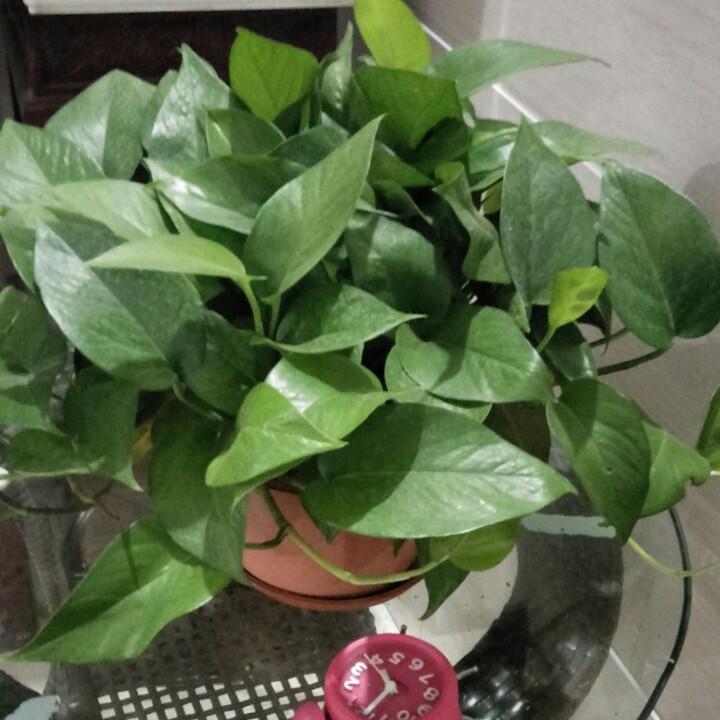 贾姐
