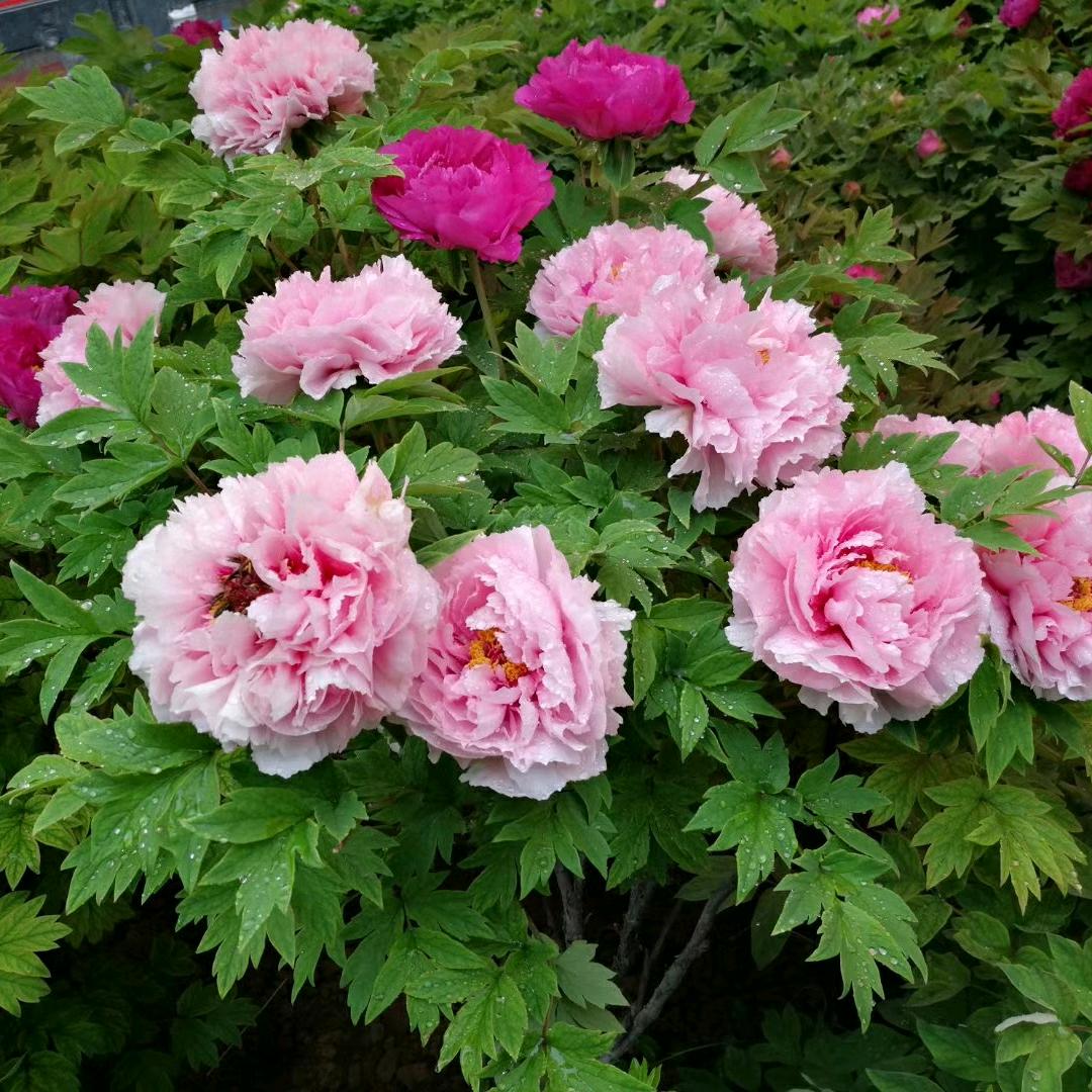 洛阳祥晨农业科技有限公司