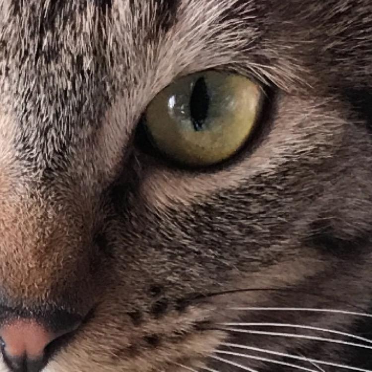 🐱了个咪的