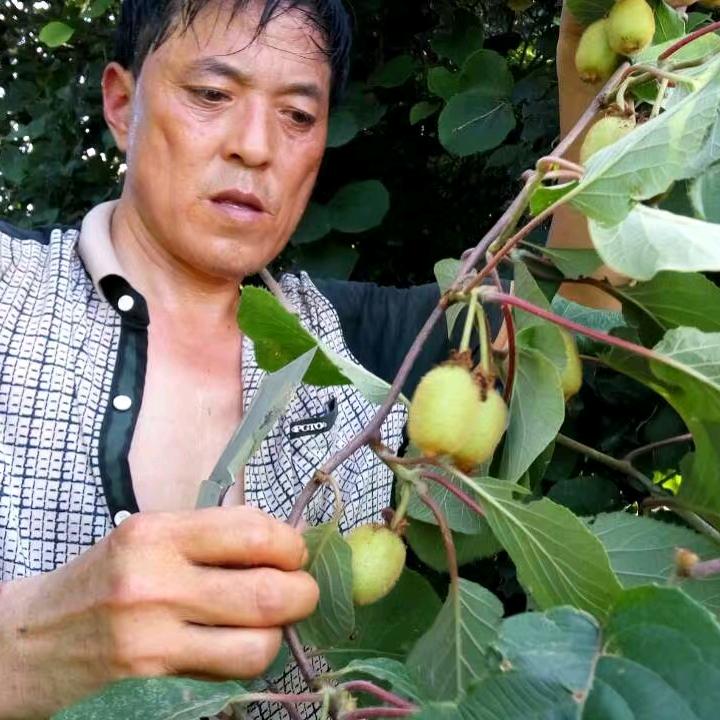 秋丰农业老邱