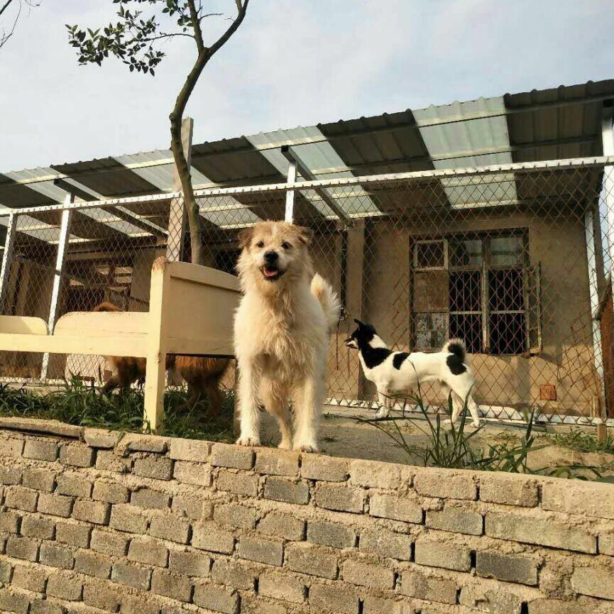 合肥善之源动保公益