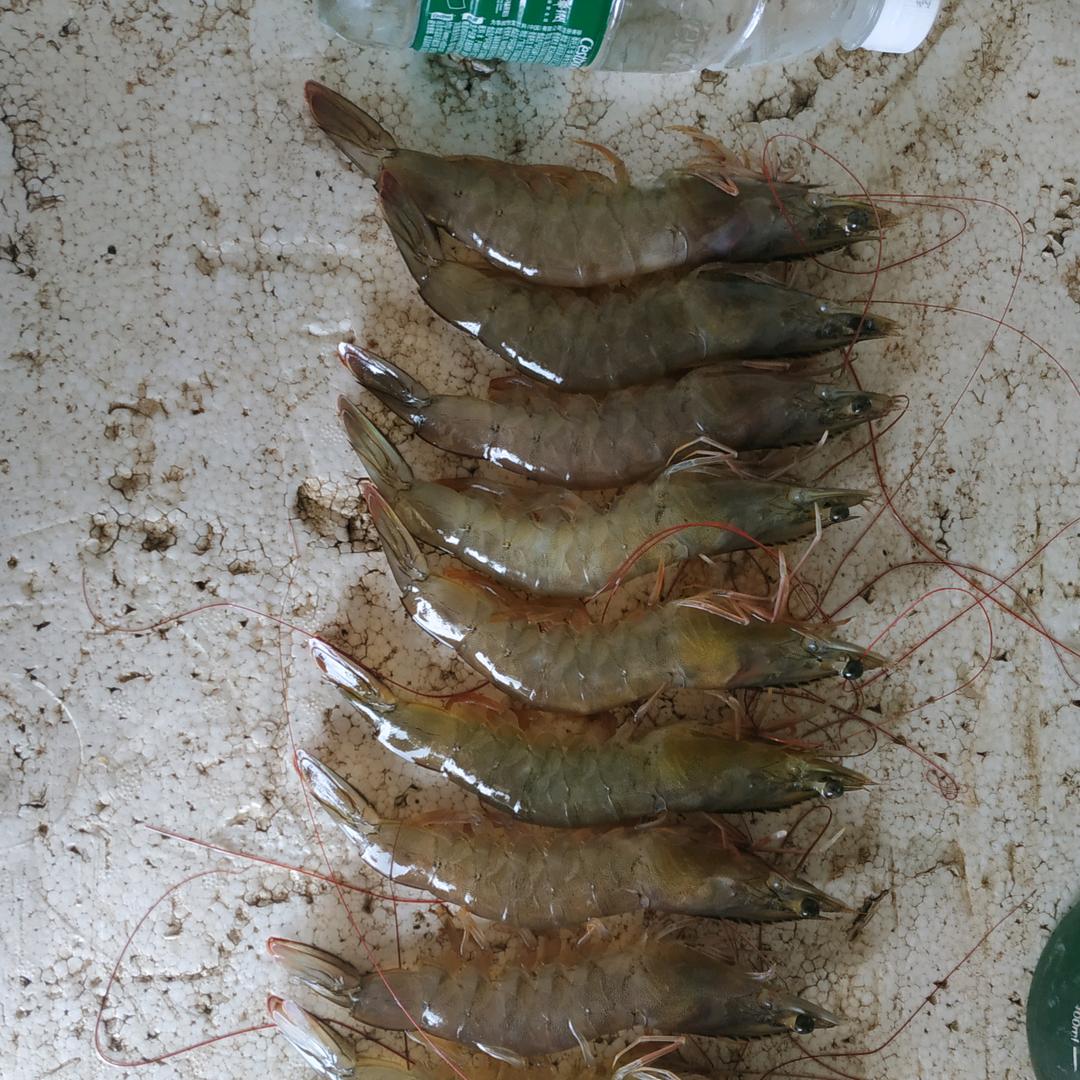 小敖