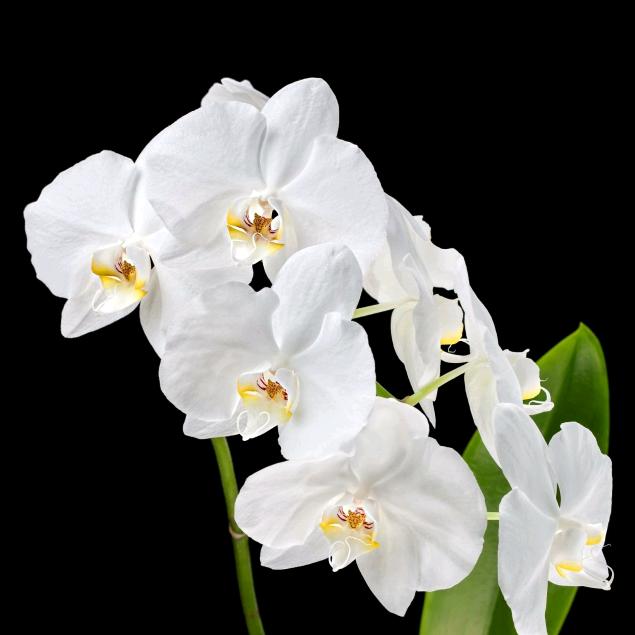 泸州龙马潭香满楼烤全羊