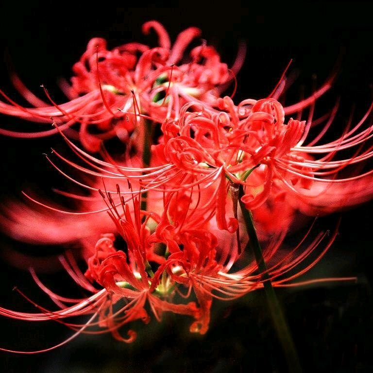 🌸️彼岸花开 开彼岸🌸️