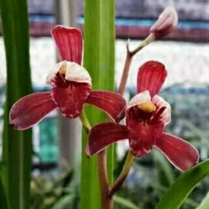 文静花卉（兴隆兰苑）