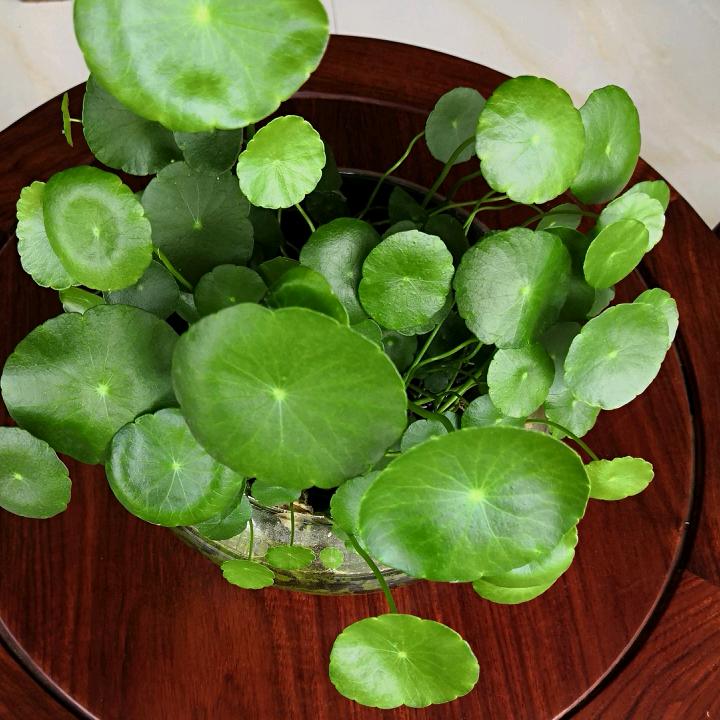 小毛柚