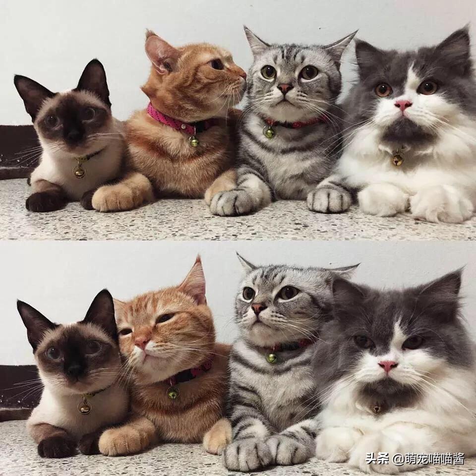 我想有只猫🐱