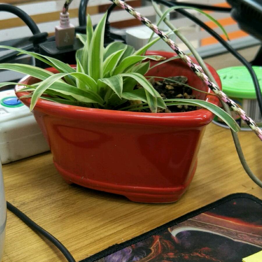 薄荷草