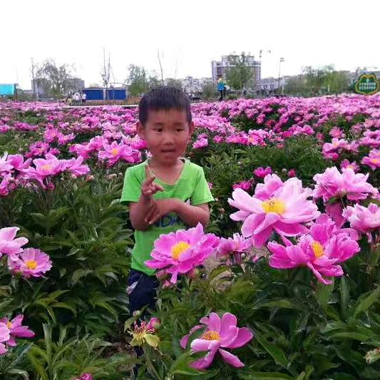 雾里看花