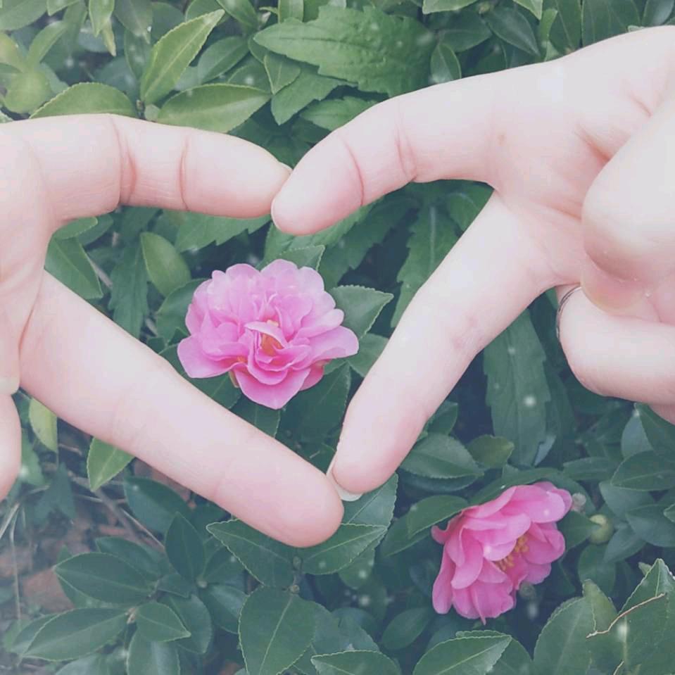 🍊芯