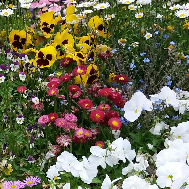 🍀🌹红太阳🌹🍀