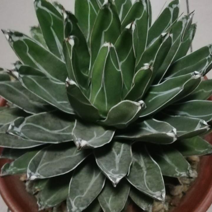 @大男孩