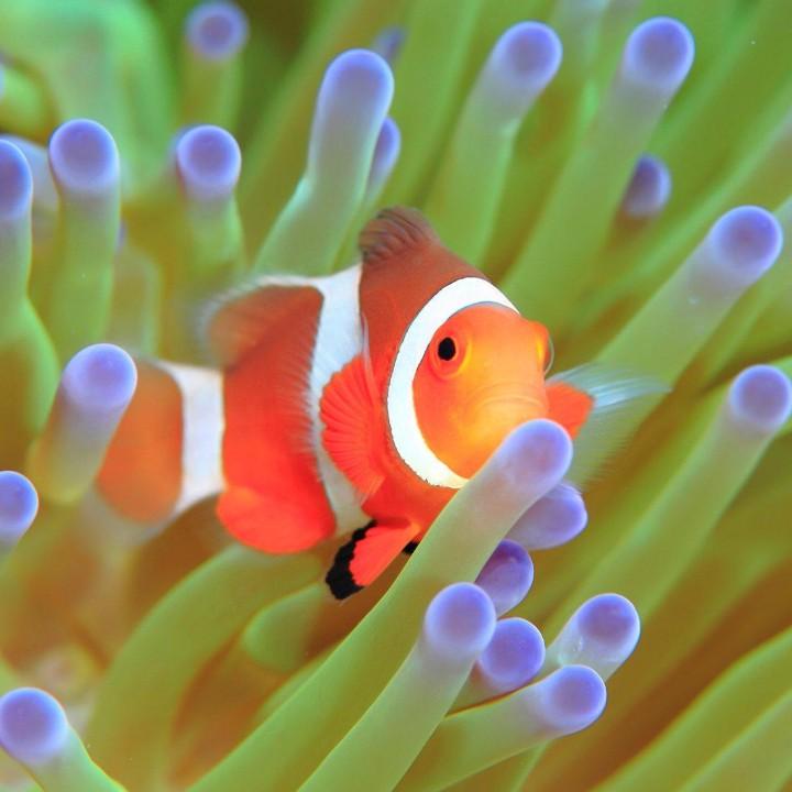 小鱼爱潜水♂