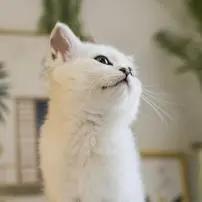 花花与三猫CatLive