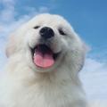 金萨狗狗(土松）