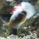 【陕澄收割】（陈锐）