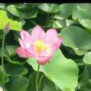 LyM生活永远充满阳光